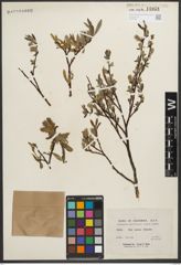Foto von Salix orestera C. K. Schneid.